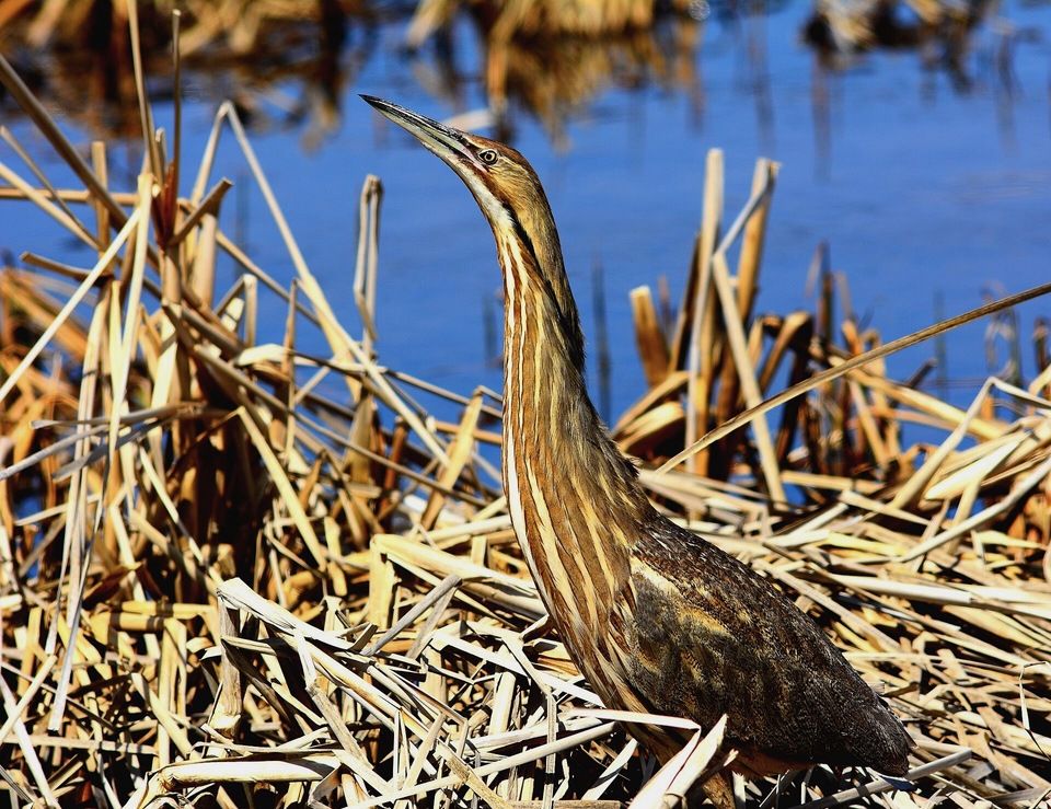 American Bittern by Rick Bohn/ USFWS Prairies Pothole Region, CC BY 2.0.